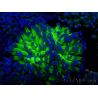 WYSIWYG Euphyllia paraancora(Mariculture acclimaté sous LED) 4E10