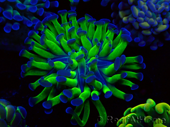 WYSIWYG Euphyllia paraancora (Mariculture acclimaté sous LED) 4F1