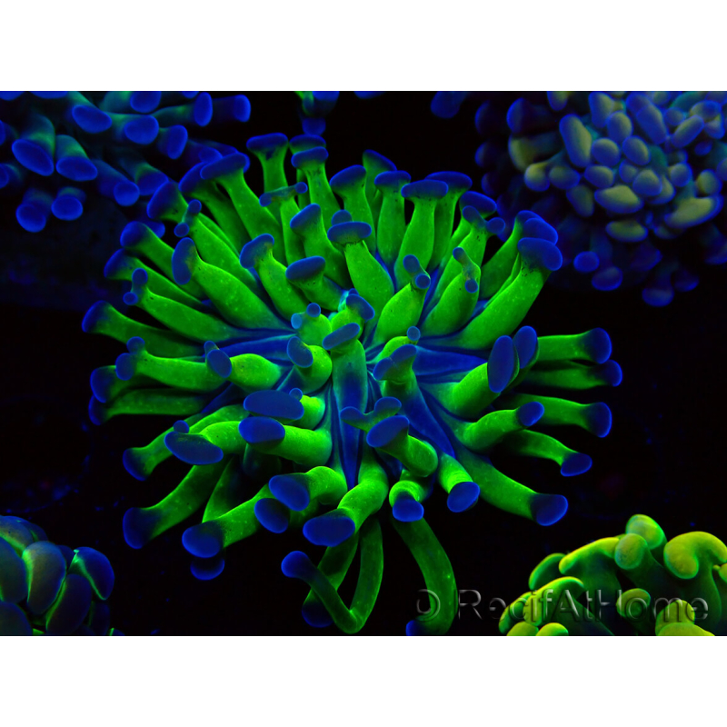 WYSIWYG Euphyllia paraancora (Maricultura aclimatada bajo LED) 4F1