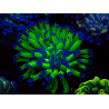 WYSIWYG Euphyllia paraancora (Maricultura aclimatada bajo LED) 4F1