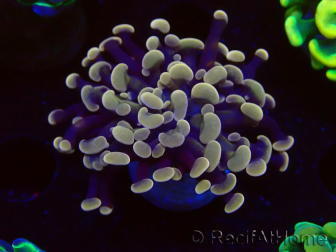WYSIWYG Euphyllia paraancora (Mariculture acclimaté sous LED) 4F2