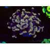 WYSIWYG Euphyllia paraancora (Maricultura aclimatada bajo LED) 4F2