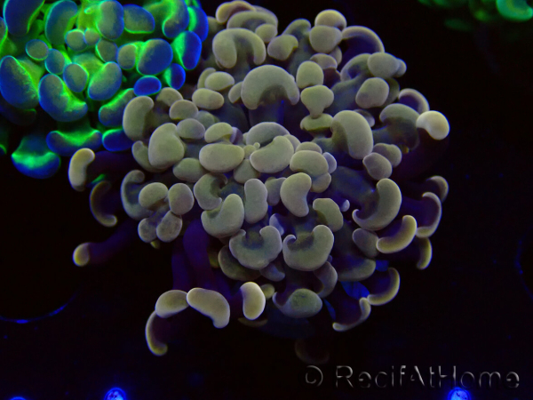 WYSIWYG Euphyllia paraancora (Maricultura aclimatada bajo LED) 4F3