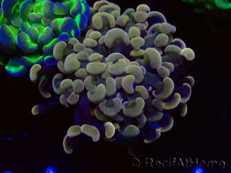 WYSIWYG Euphyllia paraancora (Marikultur unter LED akklimatisiert) 4F3