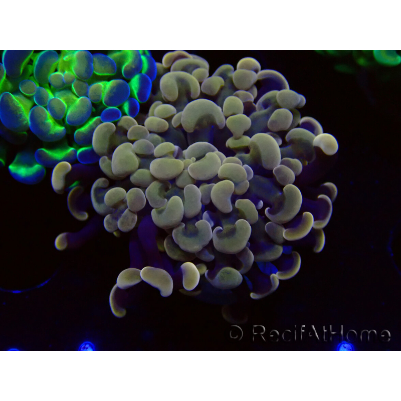 WYSIWYG Euphyllia paraancora (Marikultur unter LED akklimatisiert) 4F3