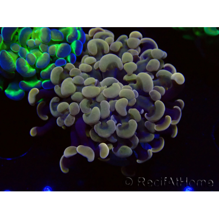 WYSIWYG Euphyllia paraancora (Mariculture acclimaté sous LED) 4F3