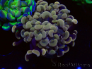WYSIWYG Euphyllia paraancora (Maricoltura acclimatata sotto LED) 4F3