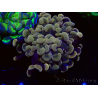 WYSIWYG Euphyllia paraancora (Marikultur unter LED akklimatisiert) 4F3