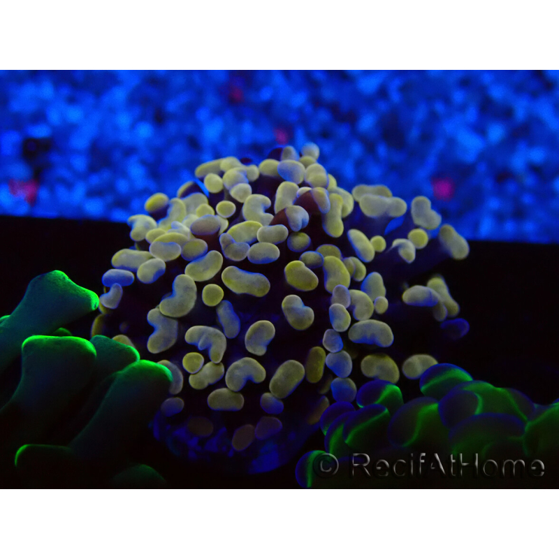 WYSIWYG Euphyllia paraancora (Marikultur unter LED akklimatisiert) 4F4