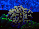 WYSIWYG Euphyllia paraancora (Mariculture acclimaté sous LED) 4F4