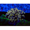WYSIWYG Euphyllia paraancora (Marikultur unter LED akklimatisiert) 4F4