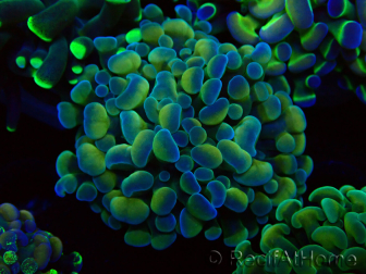 WYSIWYG Euphyllia paraancora (Mariculture acclimaté sous LED) 4F8