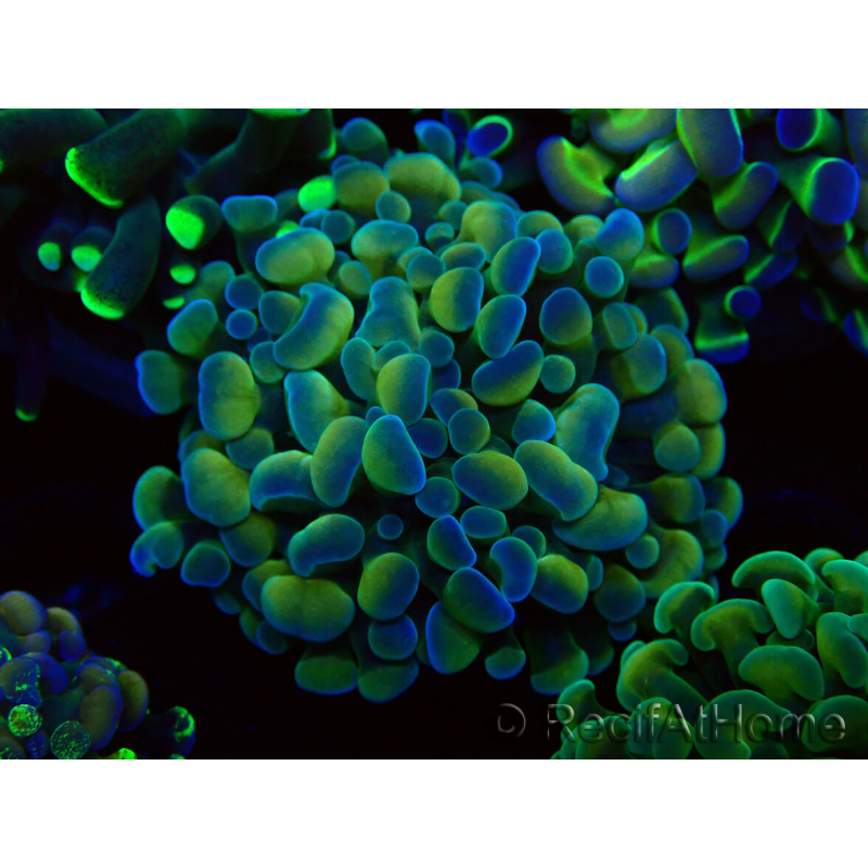 WYSIWYG Euphyllia paraancora (Marikultur akklimatisiert unter LED) 4F5