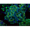 WYSIWYG Euphyllia paraancora (Marikultur akklimatisiert unter LED) 4F5