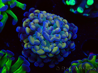 WYSIWYG Euphyllia paraancora (Mariculture acclimaté sous LED) 4F10