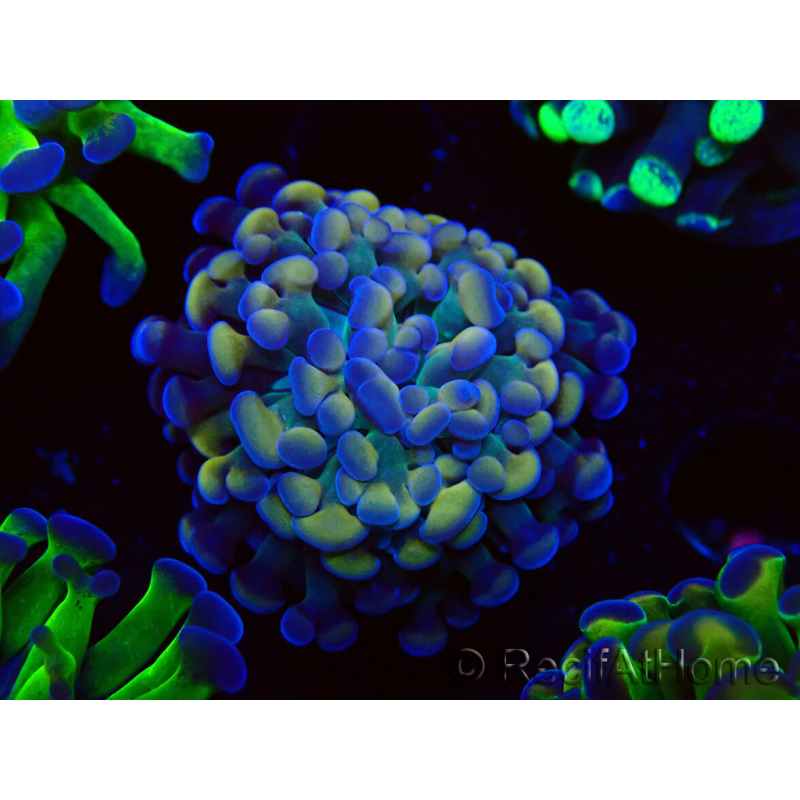 WYSIWYG Euphyllia paraancora (Maricultura aclimatada bajo LED) 4F10