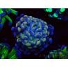 WYSIWYG Euphyllia paraancora (Maricultura aclimatada bajo LED) 4F10