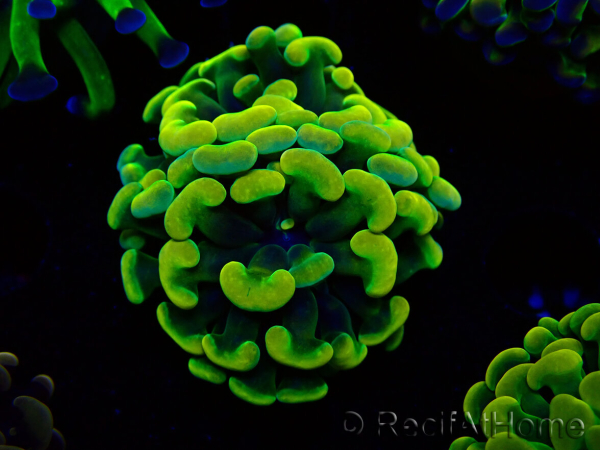 WYSIWYG Euphyllia paraancora (Mariculture acclimated under LED) 4G1