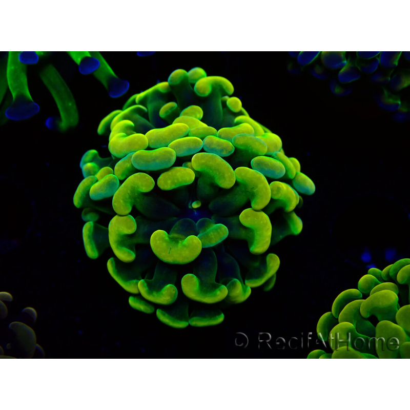 WYSIWYG Euphyllia paraancora (Maricultura aclimatada bajo LED) 4G1