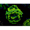 WYSIWYG Euphyllia paraancora (Maricultura aclimatada bajo LED) 4G1