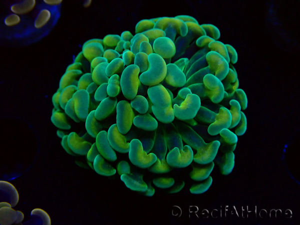 WYSIWYG Euphyllia paraancora (Mariculture acclimaté sous LED) 4G2