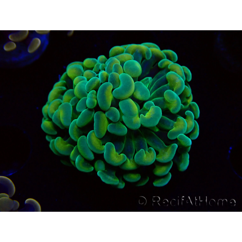 WYSIWYG Euphyllia paraancora (Maricultured acclimated under LED) 4G2