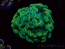 WYSIWYG Euphyllia paraancora (Mariculture acclimaté sous LED) 4G2