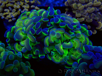 WYSIWYG Euphyllia paraancora (Unter LED akklimatisierte Marikultur) 4G3