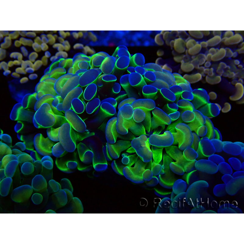 WYSIWYG Euphyllia paraancora (Mariculture acclimaté sous LED) 4G3