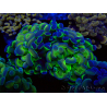 WYSIWYG Euphyllia paraancora (Maricultured acclimated under LED) 4G3