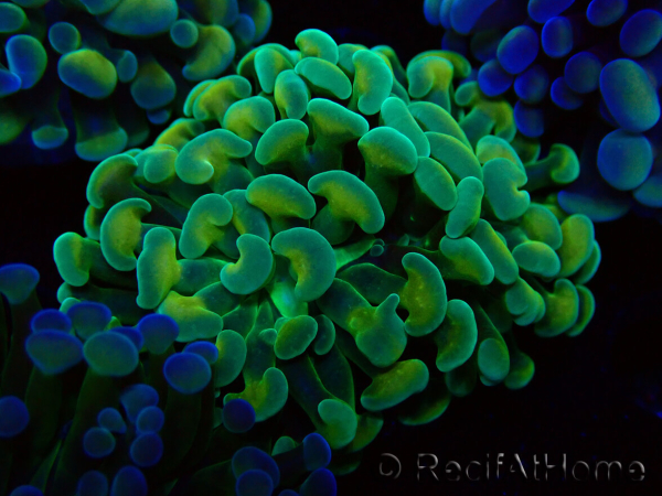 WYSIWYG Euphyllia paraancora (Mariculture acclimated under LED) 4G4