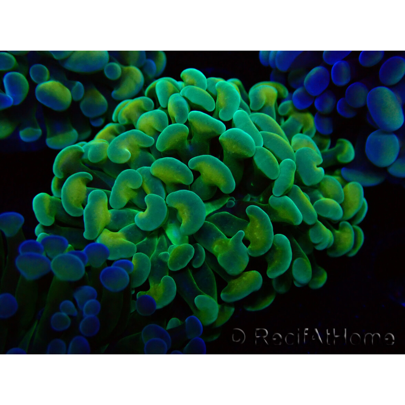 WYSIWYG Euphyllia paraancora (Maricultura aclimatada bajo LED) 4G4