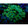 WYSIWYG Euphyllia paraancora (Mariculture acclimated under LED) 4G4