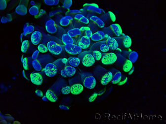 WYSIWYG Euphyllia paraancora (Maricoltura acclimatata sotto LED) 4G5