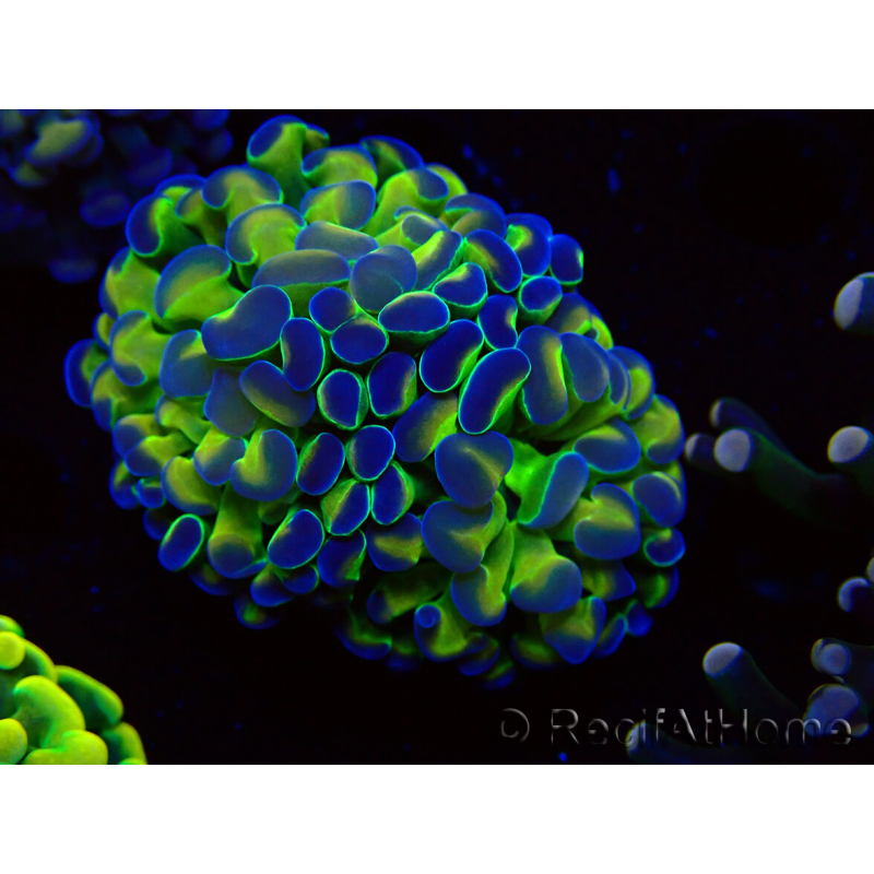 WYSIWYG Euphyllia paraancora (Mariculture acclimaté sous LED) 4G6