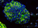 WYSIWYG Euphyllia paraancora (Maricoltura acclimatata sotto LED) 4G6