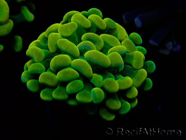 WYSIWYG Euphyllia paraancora (Maricultured acclimated under LED) 4G5