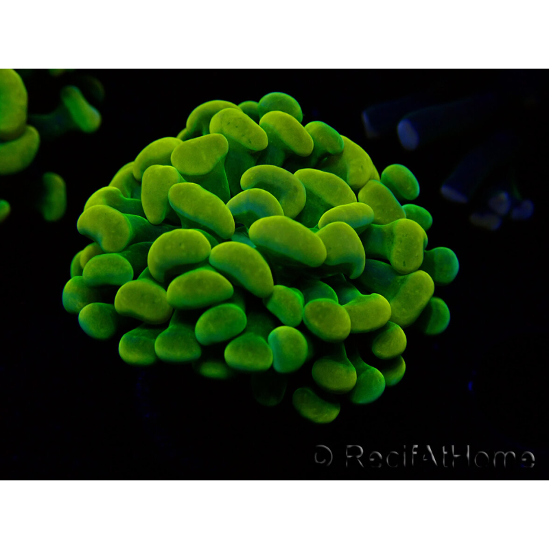 WYSIWYG Euphyllia paraancora (Mariculture acclimaté sous LED) 4G7