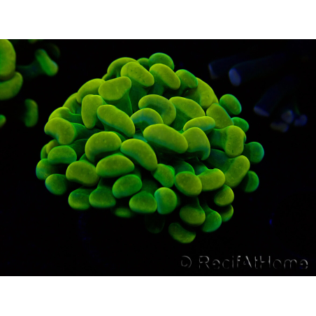 WYSIWYG Euphyllia paraancora (Maricoltura acclimatata sotto LED) 4G5
