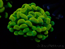 WYSIWYG Euphyllia paraancora (Mariculture acclimaté sous LED) 4G7