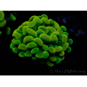 WYSIWYG Euphyllia paraancora (Mariculture acclimaté sous LED) 4G7