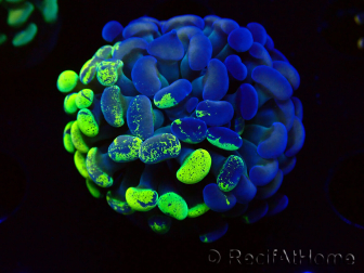 WYSIWYG Euphyllia paraancora (Maricultured acclimated under LED) 4G6