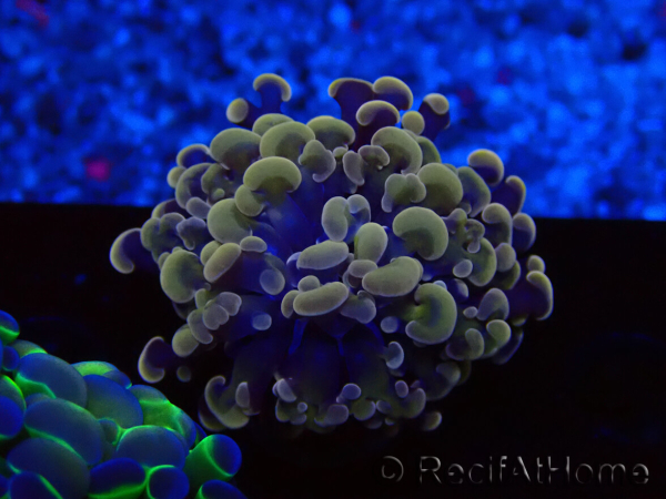 WYSIWYG Euphyllia paraancora (Maricultured acclimated under LED) 4G5