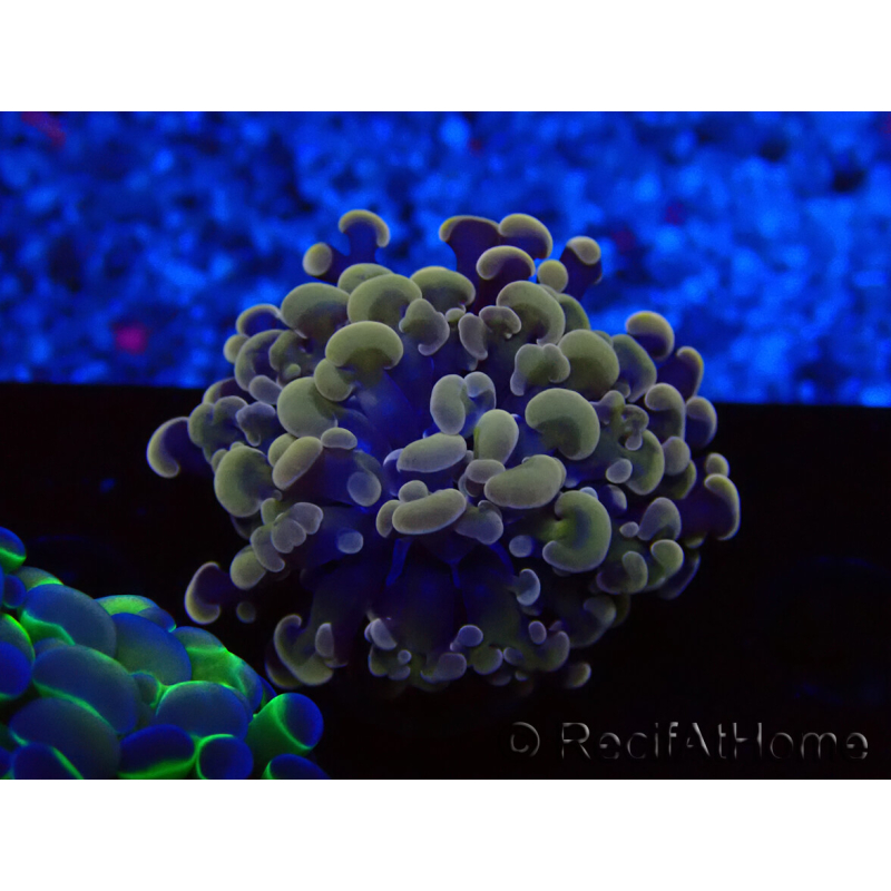 WYSIWYG Euphyllia paraancora (Mariculture acclimaté sous LED) 4G5