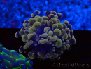WYSIWYG Euphyllia paraancora (Mariculture acclimaté sous LED) 4G5