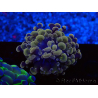 WYSIWYG Euphyllia paraancora (Mariculture acclimaté sous LED) 4G9
