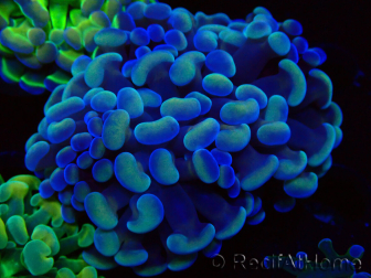 WYSIWYG Euphyllia paraancora (Marikultur akklimatisiert unter LED) 4G6