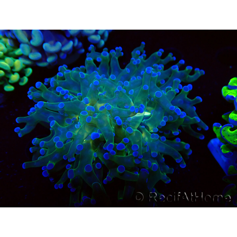 WYSIWYG Euphyllia paradivisa (Mariculture acclimaté sous LED) 4H3
