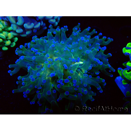 WYSIWYG Euphyllia paradivisa (Maricultura aclimatada bajo LED)
