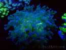 WYSIWYG Euphyllia paradivisa (Maricoltura acclimatata sotto LED)